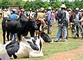 Zébus de Madagascar 01