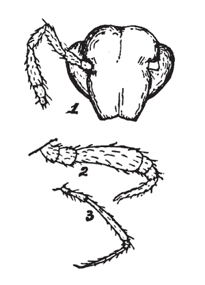 Zygonopus whitei Ryder 1881.png