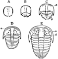 1911 Britannica-Arachnida-Sao hirsuta