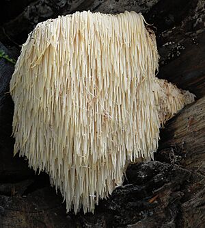 2006-11-03 Hericium erinaceus crop