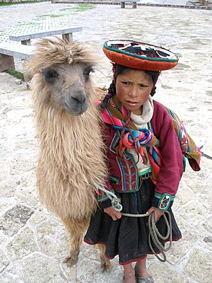 A Quechua girl and her Llama