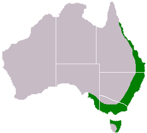 Acacia-melanoxylon-range-map.png
