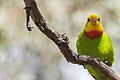 Adult male Superb parrot