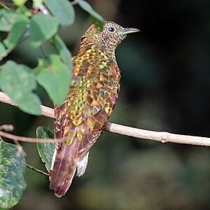 African emerald cuckoo (Chrysococcyx cupreus) female 2