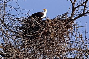 african-fish-eagle-facts-for-kids