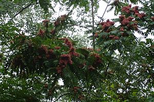 Ailanthus altissima (female)