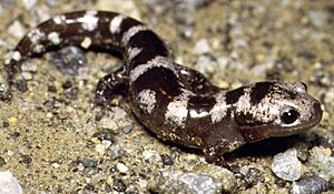 Ambystoma opacumPCSLXYB