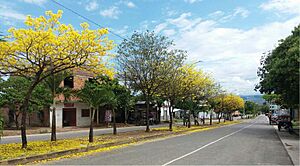Arboles de Quillosisa (Vochysia ferrugínea) en Tarapoto