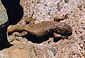 Atacama lizard1