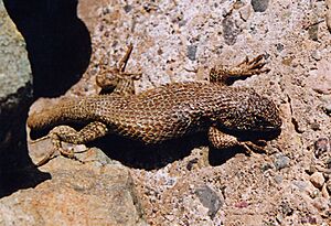 Atacama lizard1