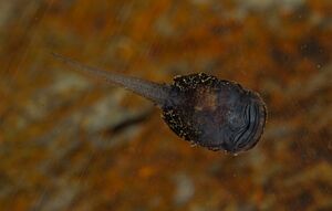 Atelopus glyphus tadpole