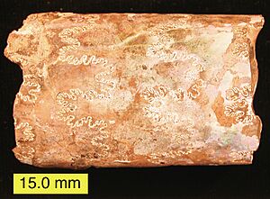 BaculitesSuturesAragonite