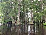 Bald Cypress.JPG