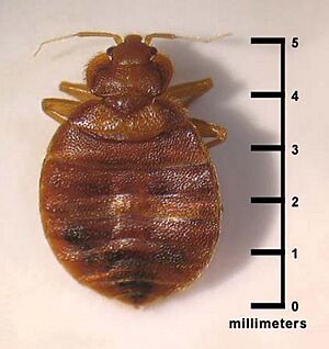 BedBugwithMeasure