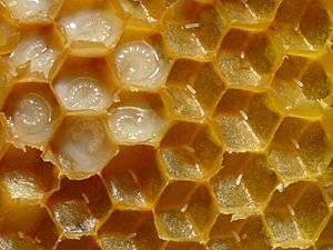 Bienenwabe mit Eiern und Brut 5
