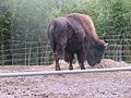 Bison at the zoo