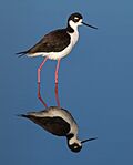 Black-necked Stilt (Himantopus mexicanus), Corte Madera.jpg