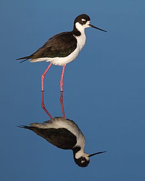 Black-necked Stilt (Himantopus mexicanus), Corte Madera.jpg