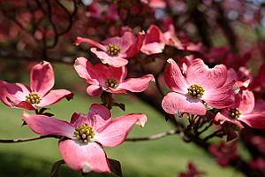 Blooms-spring-pink-flowers - West Virginia - ForestWander