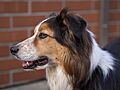 Border-Collie-tri-colour-face-1