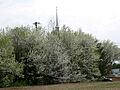 Bradford Pear (Pyrus calleryana 'Bradford') outside of Knoxville, Tennessee - Flickr - Jay Sturner