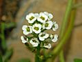 Brassicaceae - Lobularia maritima-3