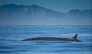 Brydes whale