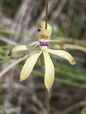 Caladenia testacea flower.jpg