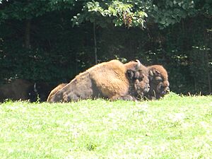 Canadian Wood bison Bison bison athabascae