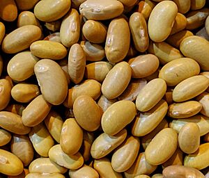 Canary peruvian bean