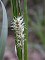 Carex flacca 2