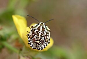 Carpocoris mediterraneus - nymph (2004-08-23)