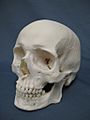 Caucasian Human Skull