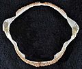 Cephaloscyllium ventriosum jaws