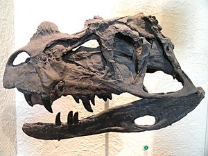 Ceratosaurus nasicornis (cast) - AMNH - DSC06292