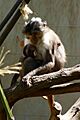 Cercocebus atys lunulatus Barcelona zoo