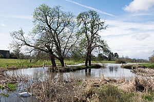 Charlecote Park - the lake