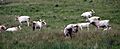 Chillinghamherd
