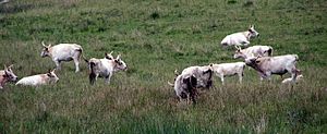 A number of Chillingham cattle grazing