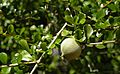 Citriobatus spinescens fruit