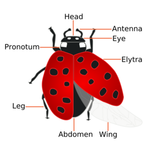 Coccinellidae (Ladybug) Anatomy