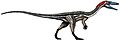 Coelophysis size flipped