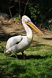 ComputerHotline - Pelecanus crispus (by) (1).jpg