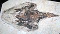 Confuciusornis sanctus fossil bird (Yixian Formation, Lower Cretaceous; Sihetun Quarry, Liaoning Province, northeastern China) 1
