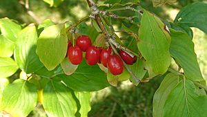 Cornelian cherry 1