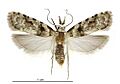 Coscinoptycha improbana