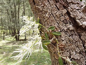 Dendrobium linguiforme 02.jpg