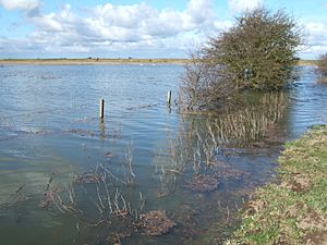 Distant swans, Guyhirn Wash - The Nene Washes - geograph.org.uk - 1737307.jpg