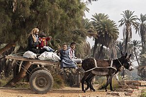 Donkey-drawn cart in Aswan 2019 with a man and three children