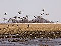Ducks over the Delta